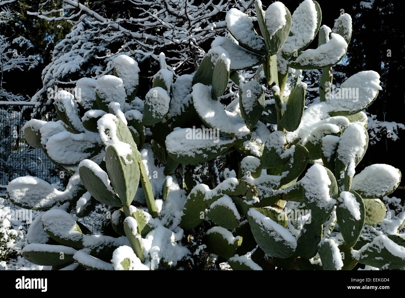 L'oponce de l'est recouvert de neige à Jérusalem Israël Banque D'Images