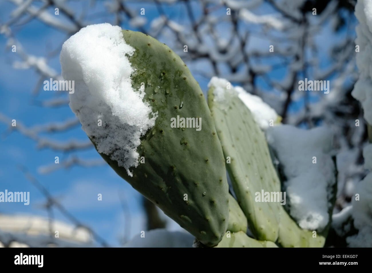 L'oponce de l'est recouvert de neige à Jérusalem Israël Banque D'Images