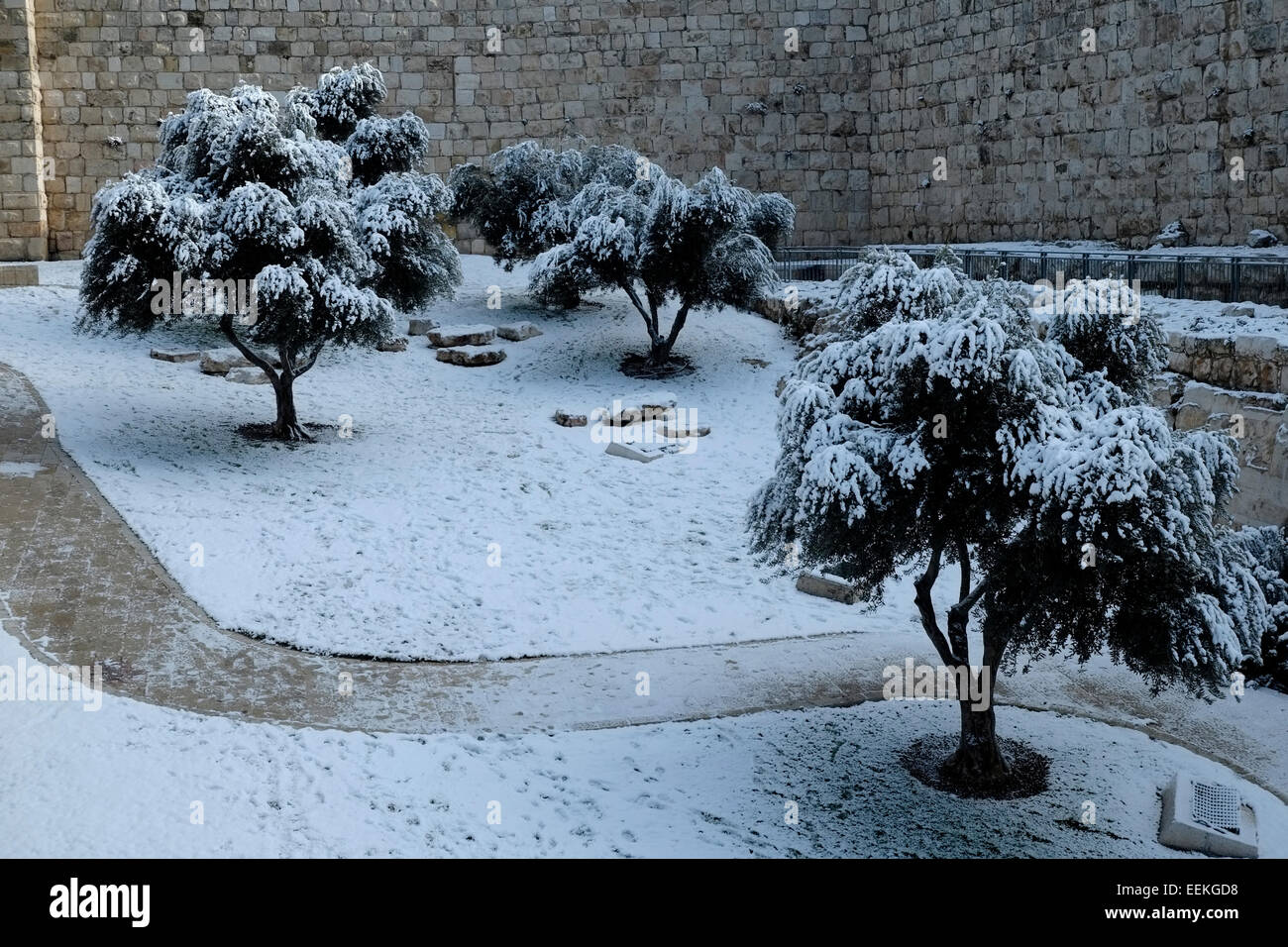 Les arbres couverts de neige en face du vieux mur de la ville de Jérusalem-Est Israël Banque D'Images