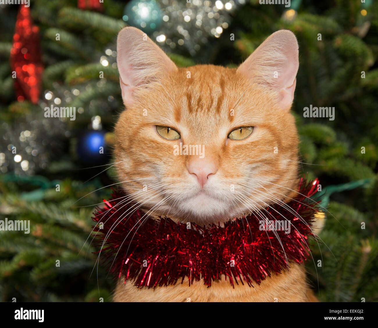 Gingembre beau chat tigré avec un brin de tinsel rouge, avec un arrière-plan de l'arbre de Noël Banque D'Images