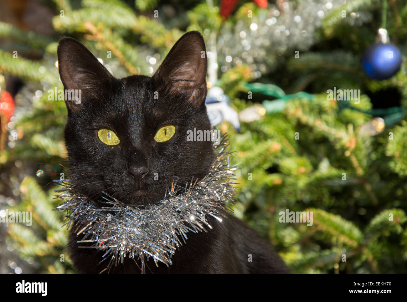 Petit Chat noir portant des guirlandes d'argent, avec l'arrière-plan de l'arbre de Noël Banque D'Images