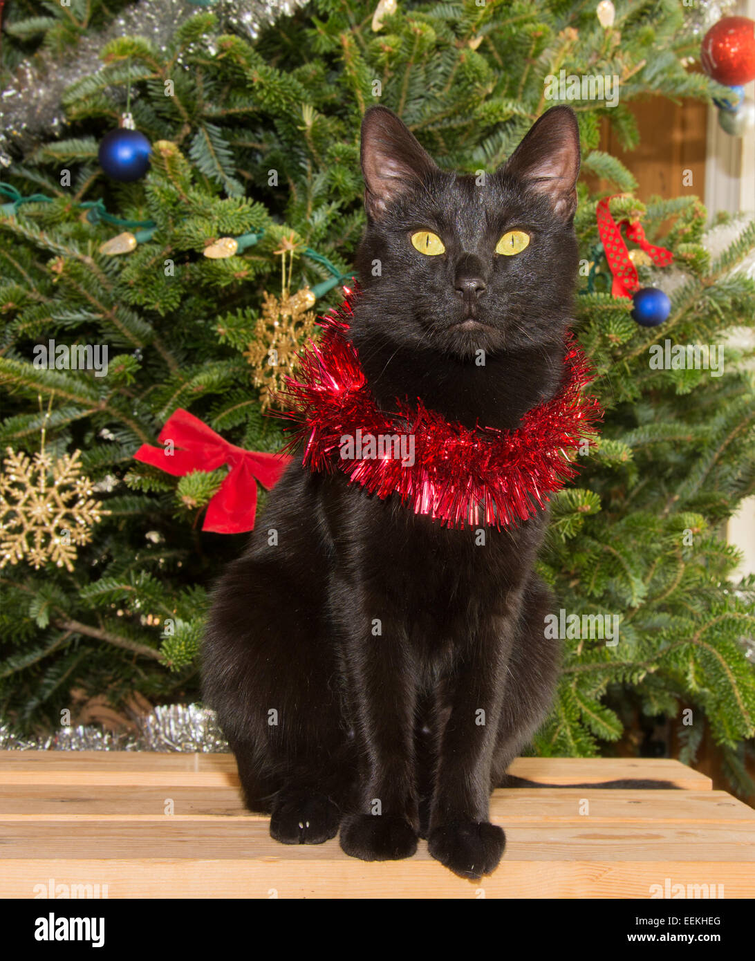 Petit Chat noir en face d'un arbre de Noël, portant des guirlandes autour du cou Banque D'Images