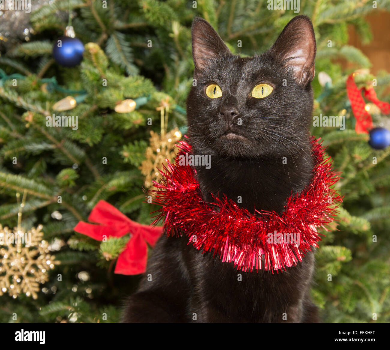 Mignon chat noir portant des guirlandes contre green Christmas Tree background Banque D'Images