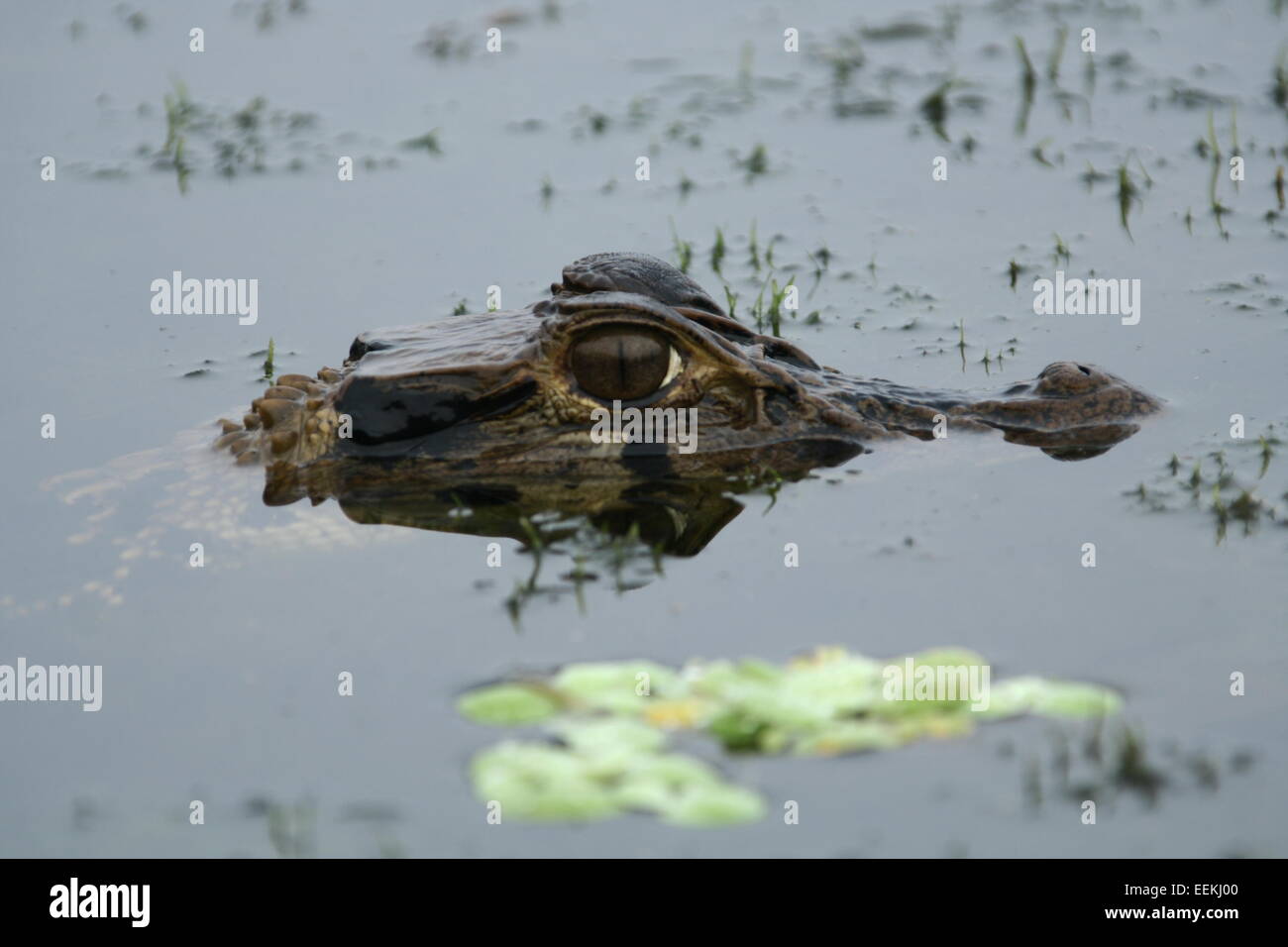 Caïman Noir de l'adolescent à l'affût en Amazonie Banque D'Images