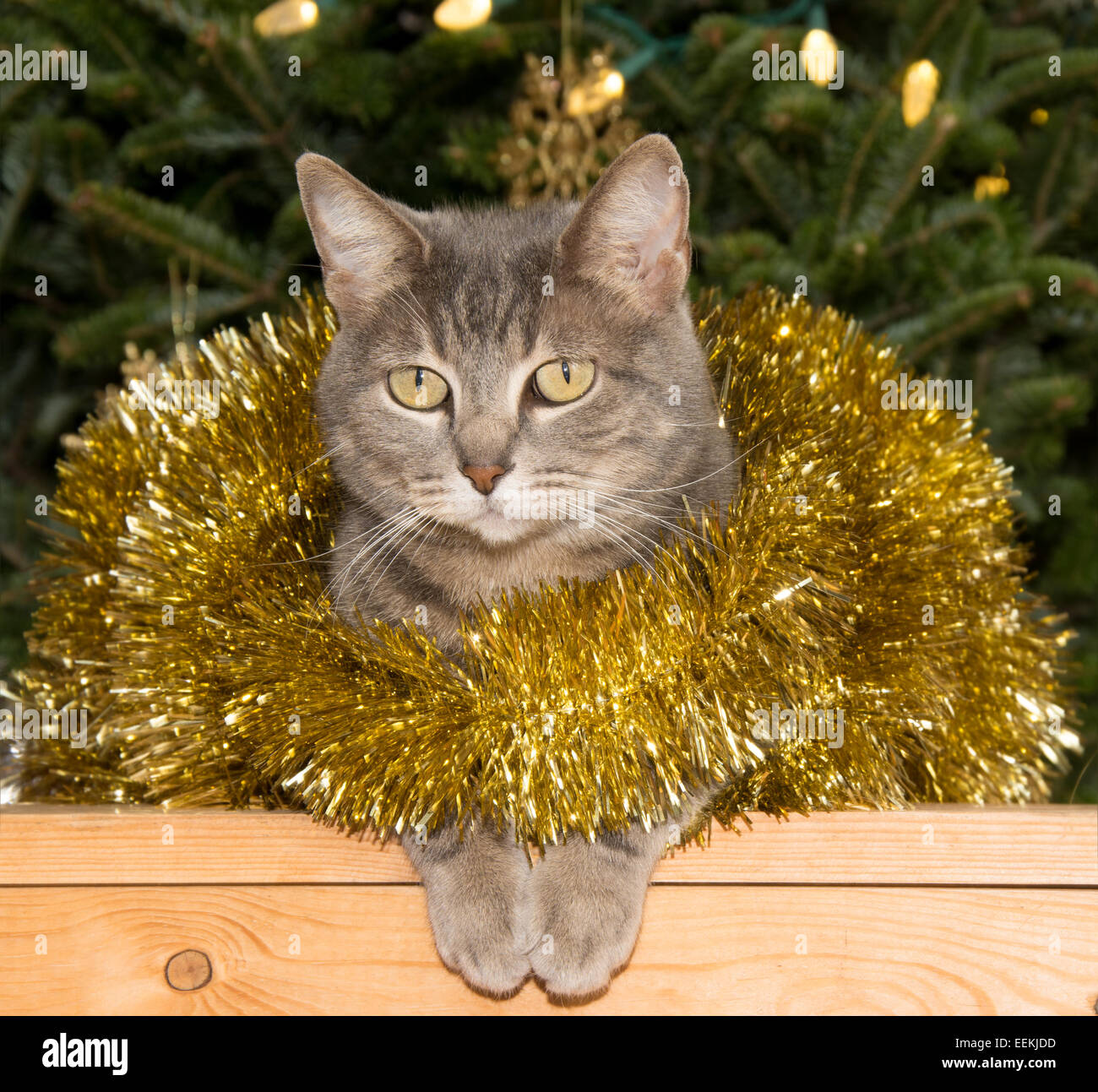 Bleu tabby cat en guirlandes d'or avec un fond d'arbres de Noël Banque D'Images