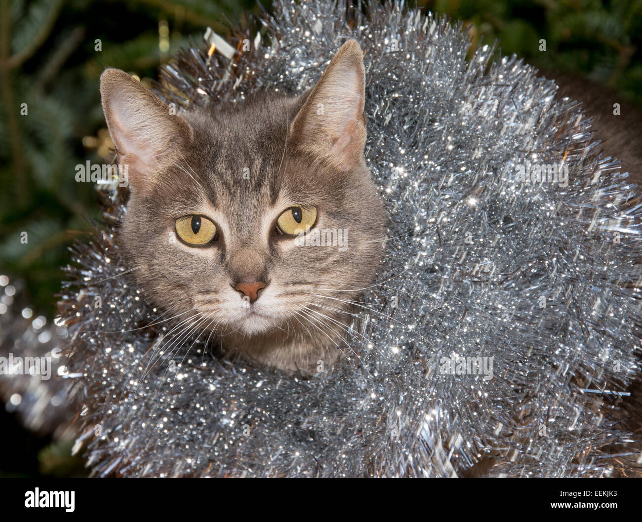 Bleu tabby cat avec l'argent scintillants, contre l'arrière-plan de l'arbre de Noël vert Banque D'Images