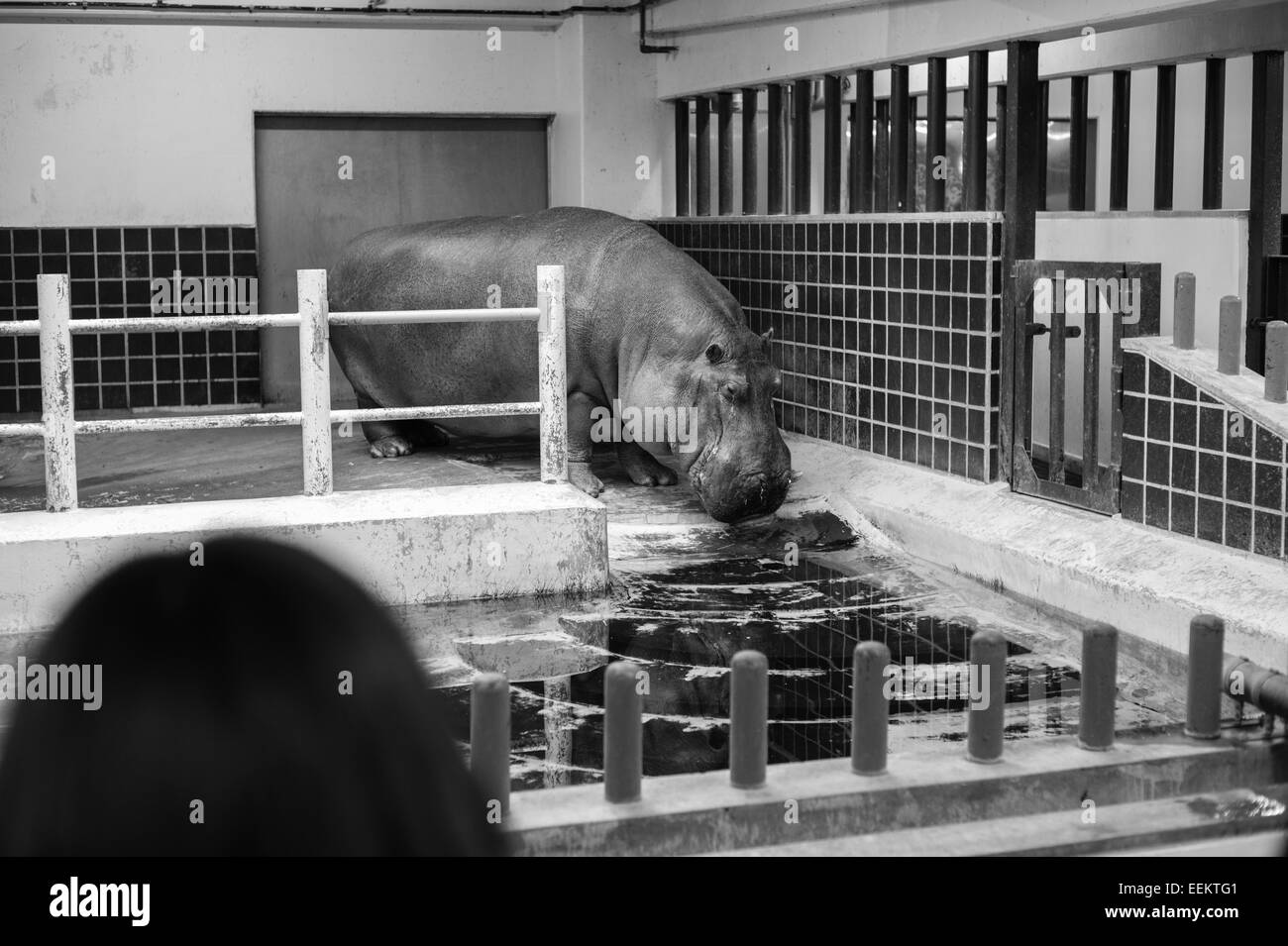 Un hippopotame se trouve dans une cage intérieure en zoo de Ueno au cours de l'hiver Banque D'Images