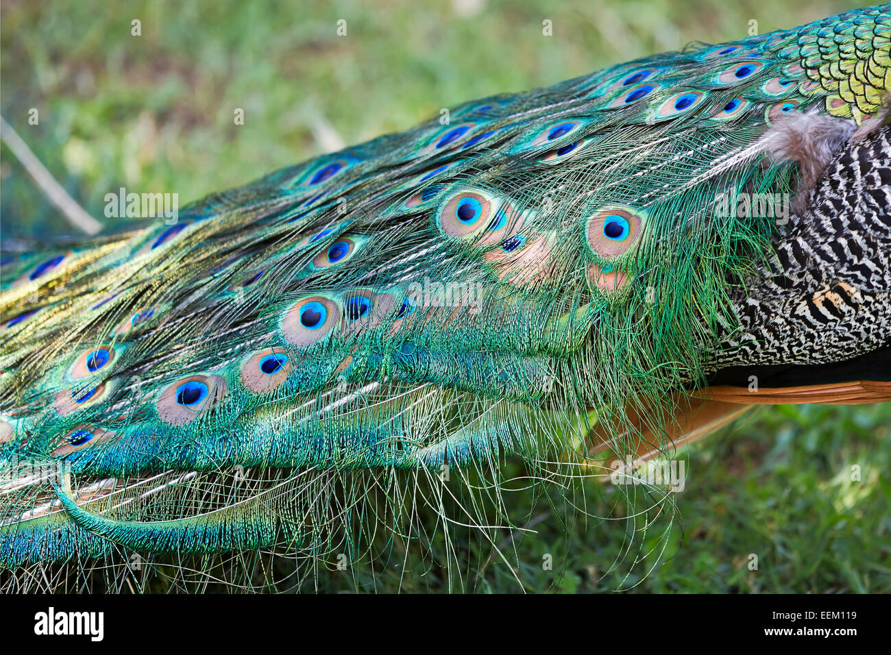 Plumage irisé de la queue bleue et verte d'un paon indien (Pavo cristatus). Banque D'Images