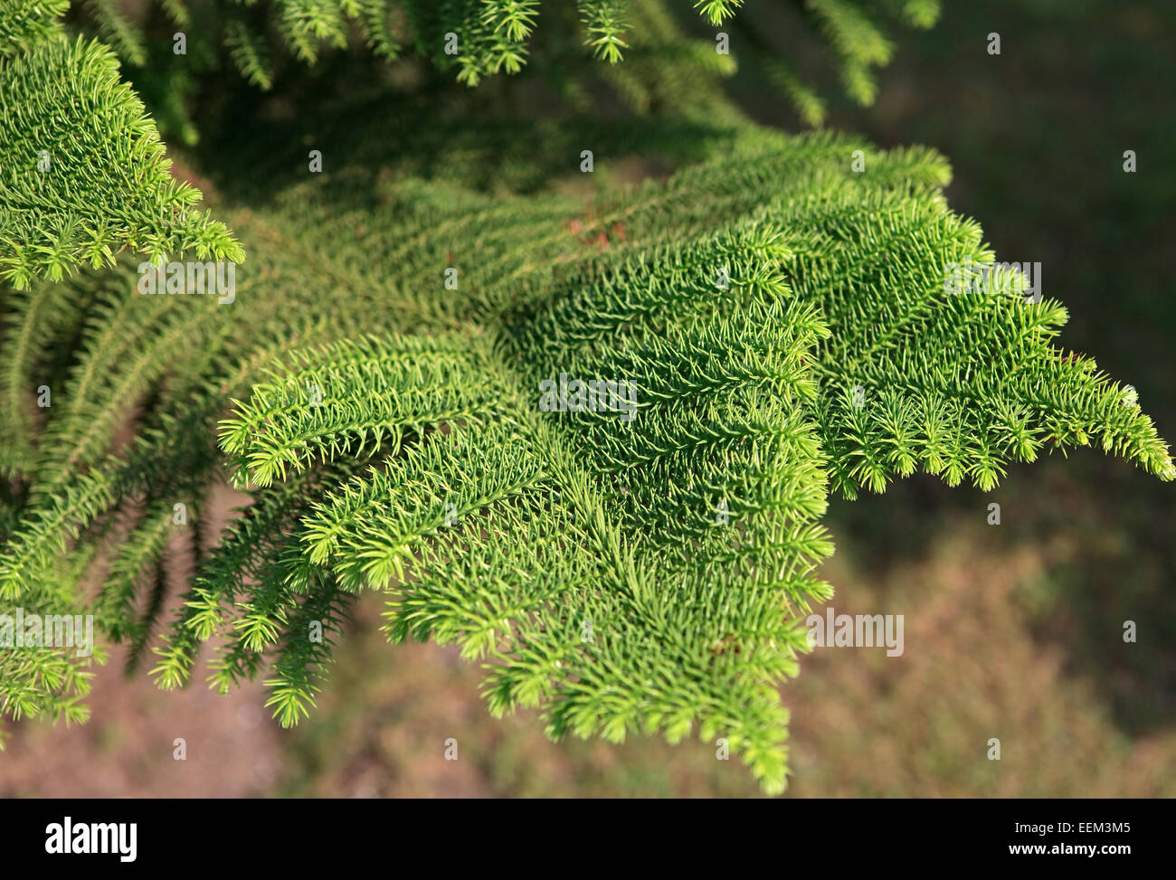Araucaria excelsa. Banque D'Images