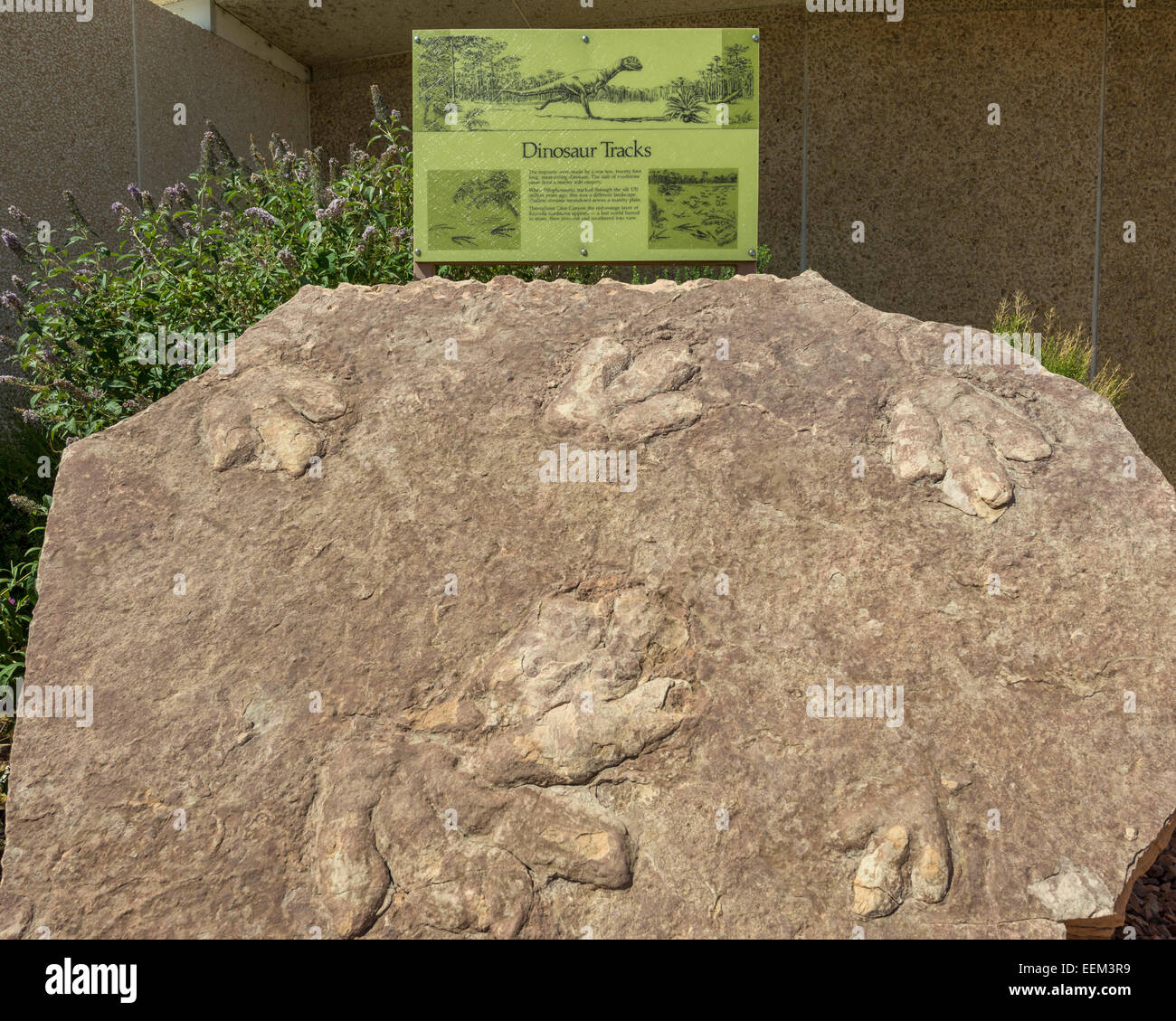 Traces de dinosaures fossilisés en face de la carl hayden visitor centre, Page, Arizona, united states Banque D'Images