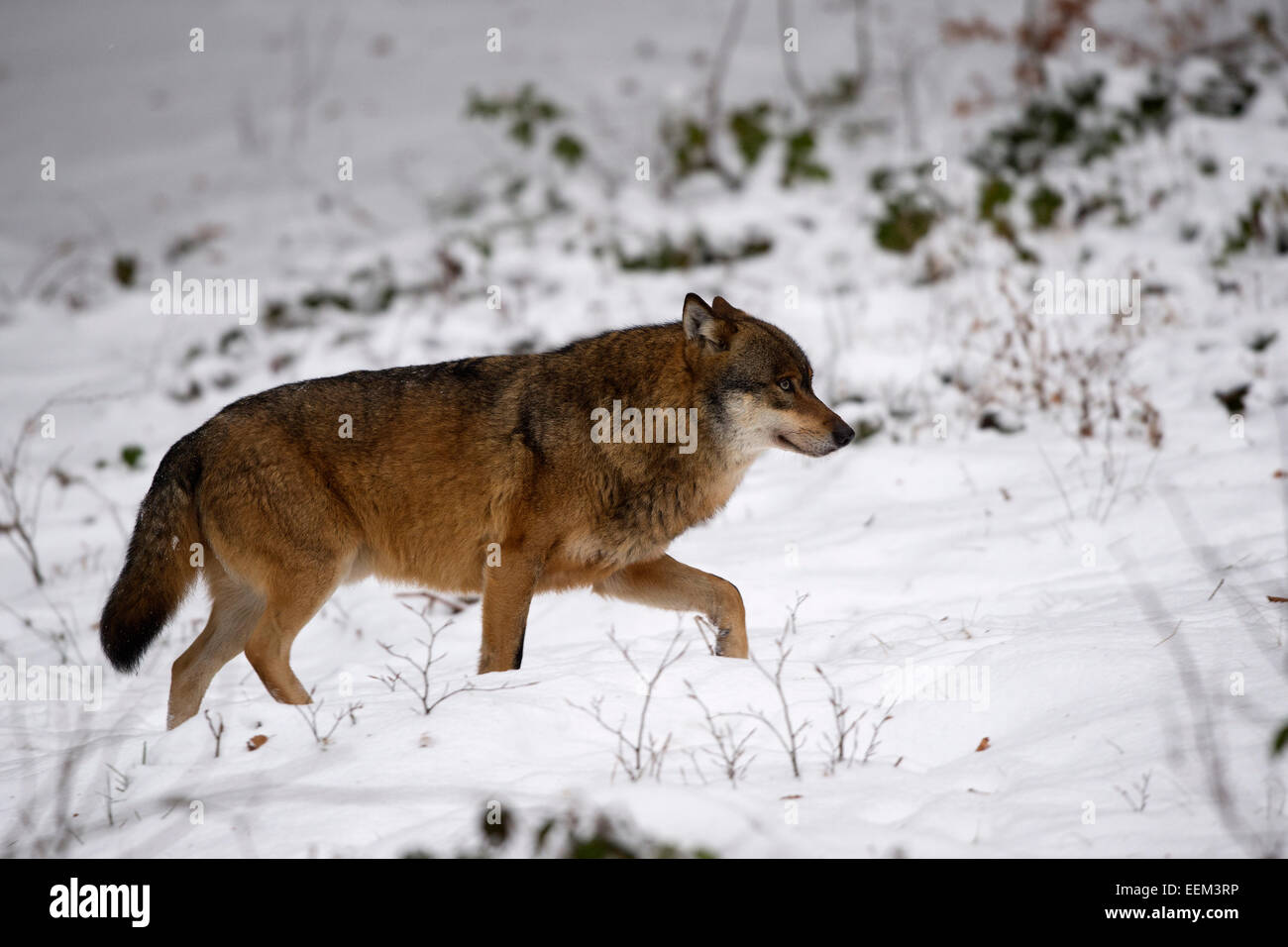 Wolf (Canis lupus), le Parc National de la forêt bavaroise, Grafenau, Bavière, Allemagne Banque D'Images