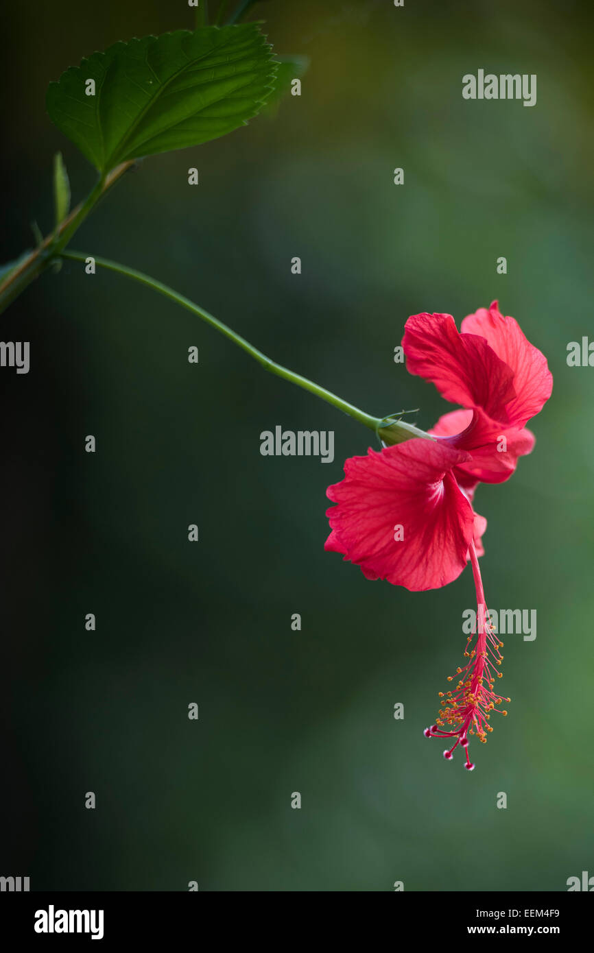 Hibiscus (Hibiscus), fleur rouge, l'Inde du Sud, Inde Banque D'Images