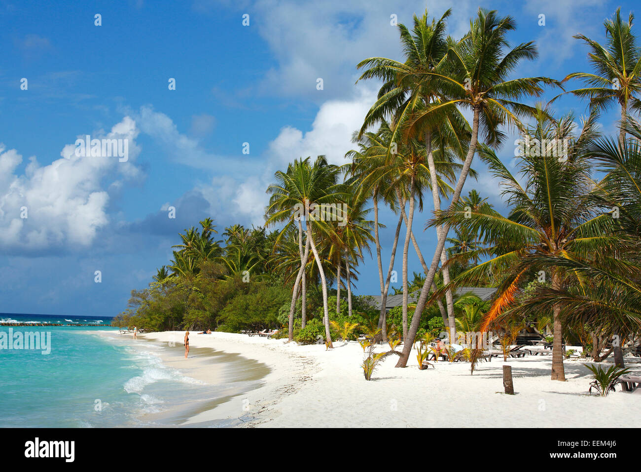 Plage avec des palmiers sur l'Océan Indien, sable blanc et cocotiers (Cocos nucifera), l'île de Kuredu, Kuredu Island Resort Banque D'Images
