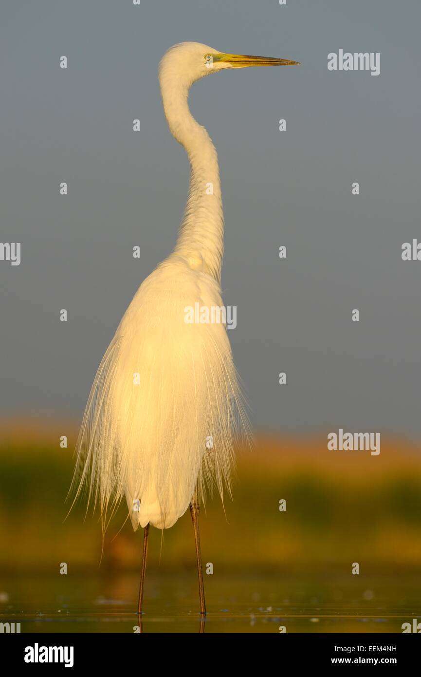 Grande Aigrette (Ardea alba), l'affichage, dans la lumière du matin, le Parc National Kiskunság, le sud-est de la Hongrie, Hongrie Banque D'Images