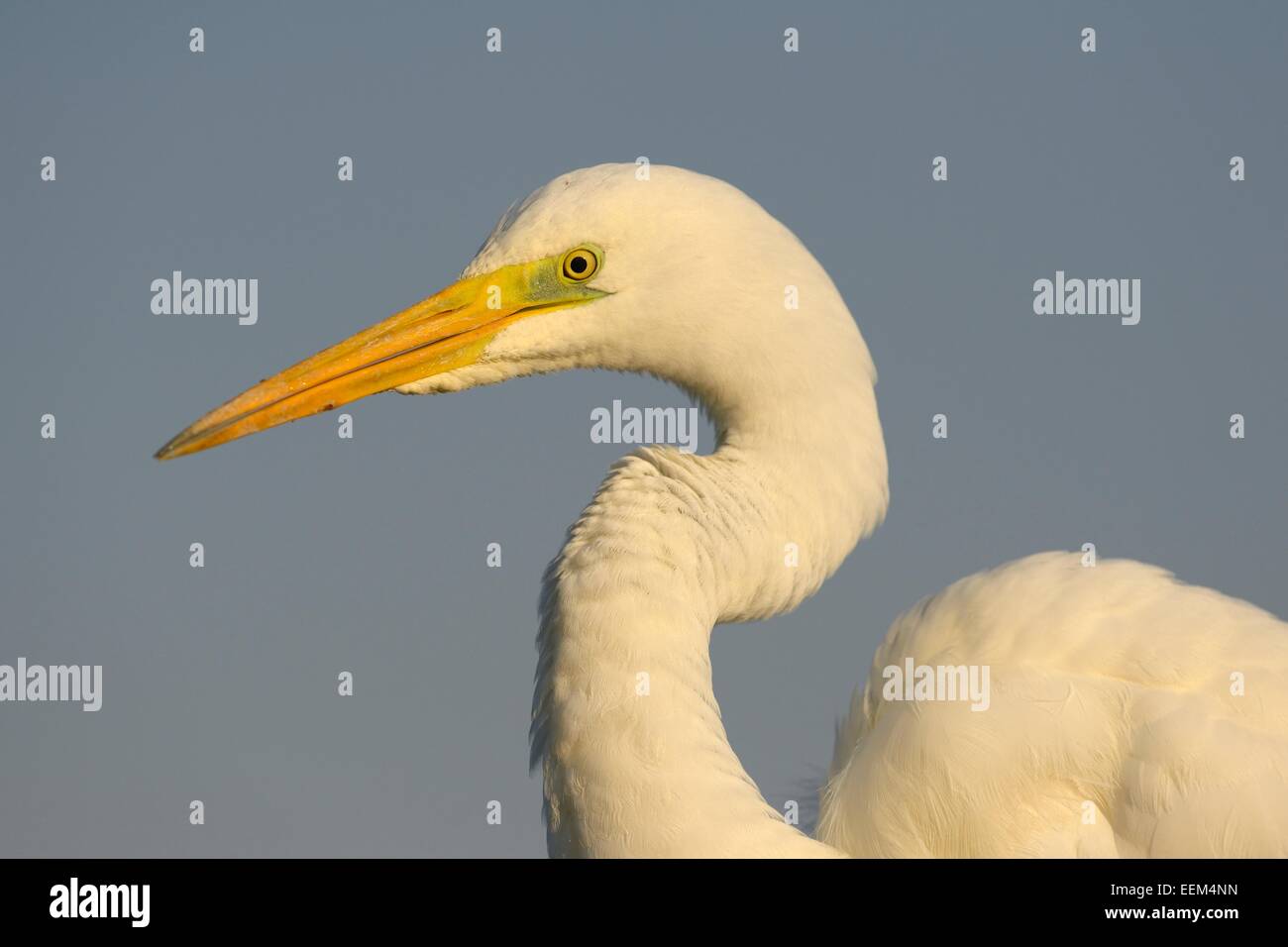Grande Aigrette (Ardea alba), la vue de détail, d'oiseaux adultes dans la lumière du matin, le Parc National Kiskunság, le sud-est de la Hongrie, Hongrie Banque D'Images