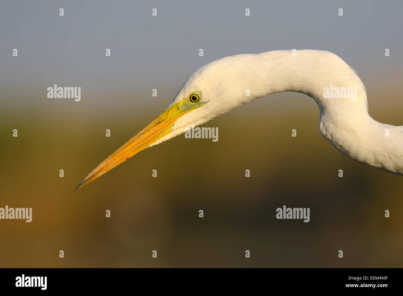 Grande Aigrette (Ardea alba), la vue de détail, d'oiseaux adultes dans la lumière du matin, le Parc National Kiskunság, le sud-est de la Hongrie, Hongrie Banque D'Images