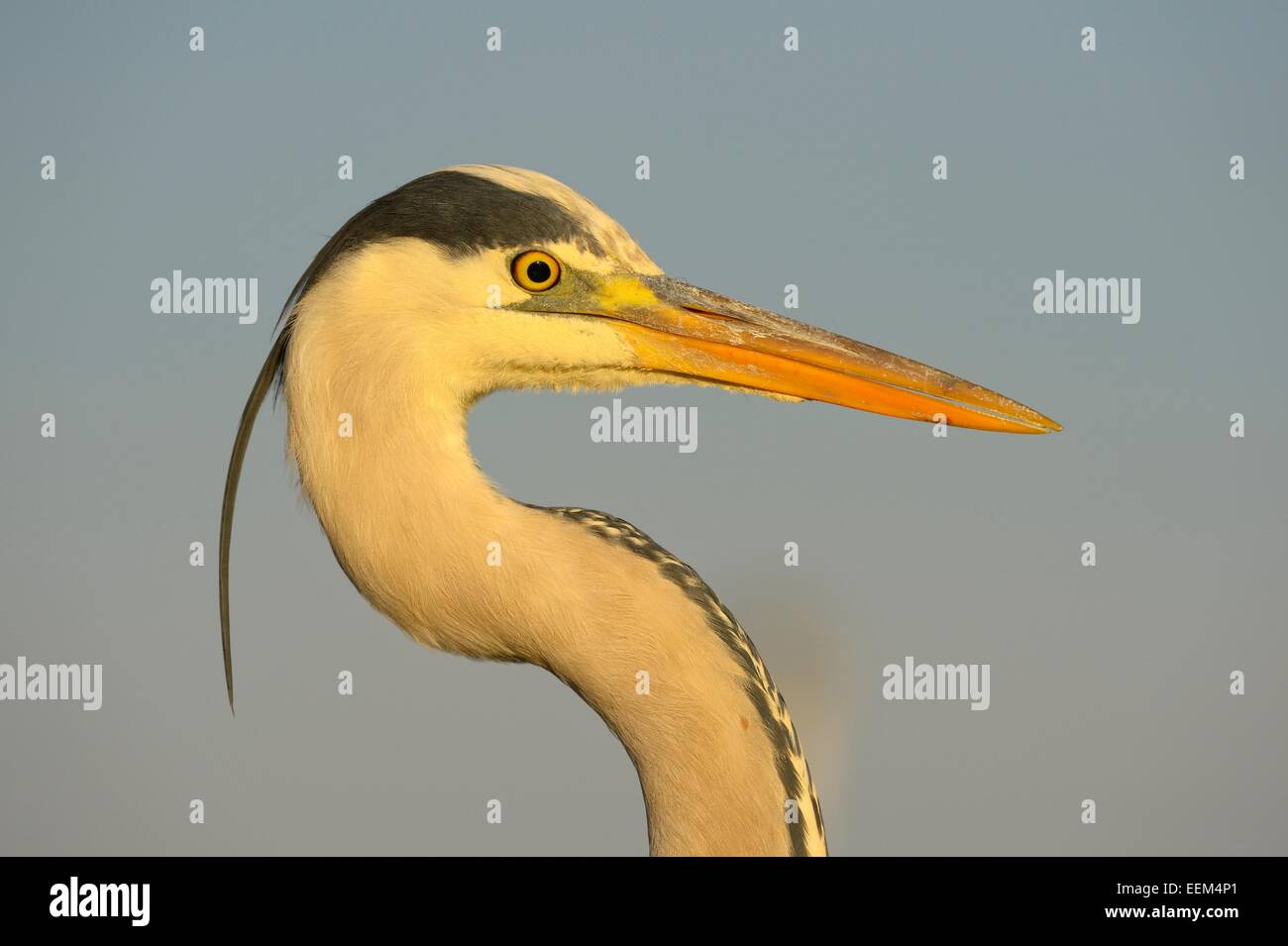 Héron cendré (Ardea cinerea) vue détaillée d'un des oiseaux adultes dans la lumière du matin, le Parc National Kiskunság, le sud-est de la Hongrie Banque D'Images