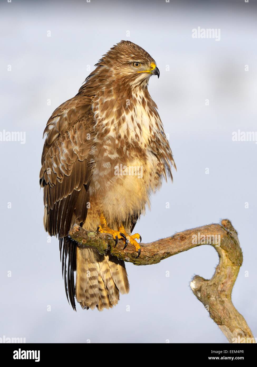 La buse (Buteo buteo), perché sur une branche dans un paysage couvert de neige, la Réserve de biosphère du Jura souabe, Bade-Wurtemberg Banque D'Images