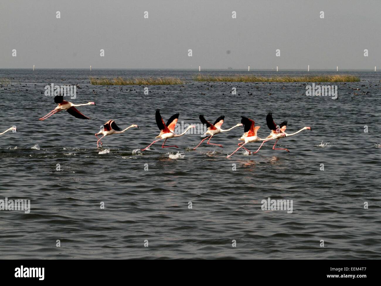 Bhubaneswar. 19 Jan, 2015. Photo prise le 19 janvier 2015 montre flamants migrateurs leurs ailes battantes de l'eau du lac Chilka comme ils changent de place pour l'alimentation dans le district du sud de l'Orissa Khurda près de Bhubaneswar, capitale de l'état indien de l'Orissa, en Inde. Des millions d'oiseaux migrateurs arrivent dans le lac Chilka chaque année au début de l'hiver et revenir avant la saison de la mousson. © Stringer/Xinhua/Alamy Live News Banque D'Images