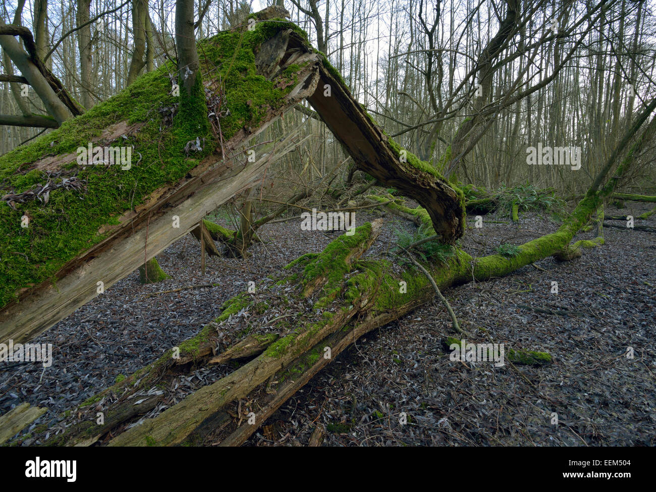 Arbre tombé dans la forêt humide, Frampton sur lacs Severn Banque D'Images