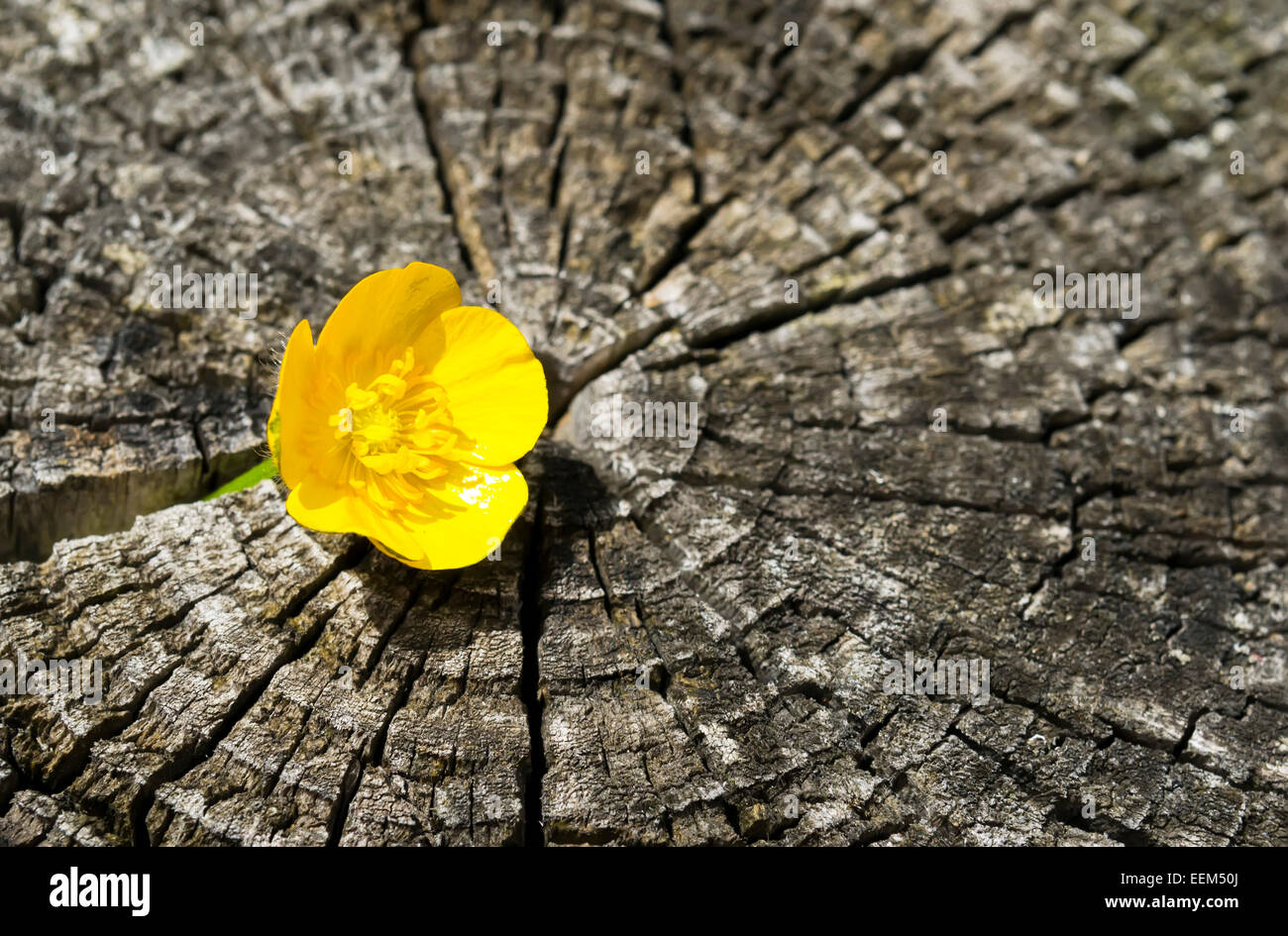 Petite fleur jaune entre les mailles d'un tronc d'arbre Banque D'Images