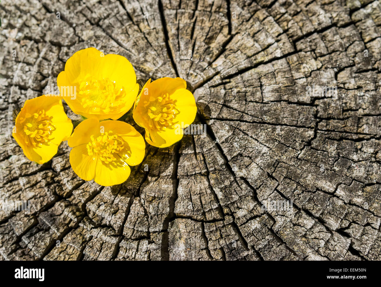 Petite fleur jaune entre les mailles d'un tronc d'arbre Banque D'Images
