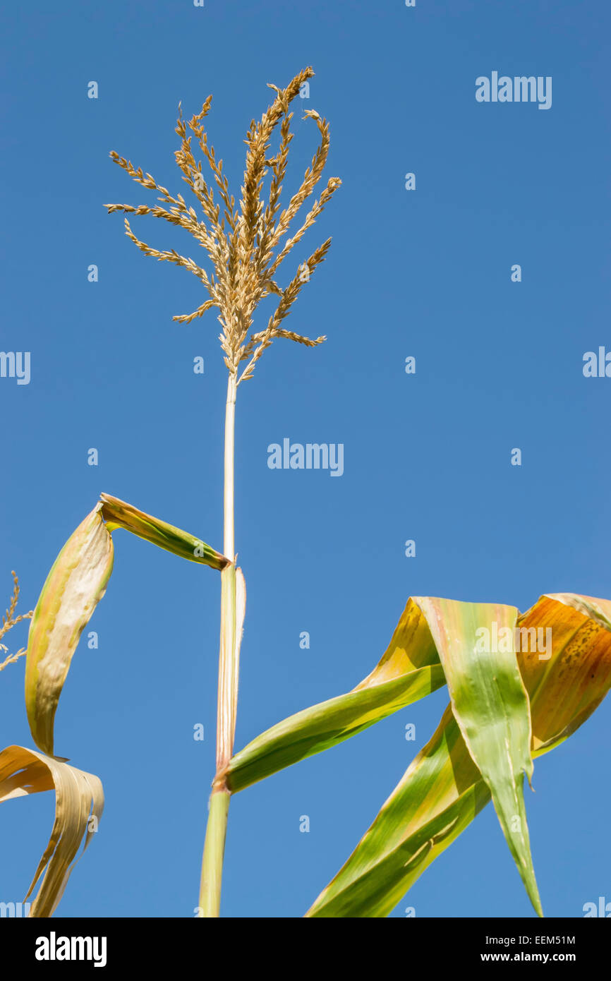 Inflorescence de fleurs mâles de maïs contre un fond de ciel bleu profond Banque D'Images