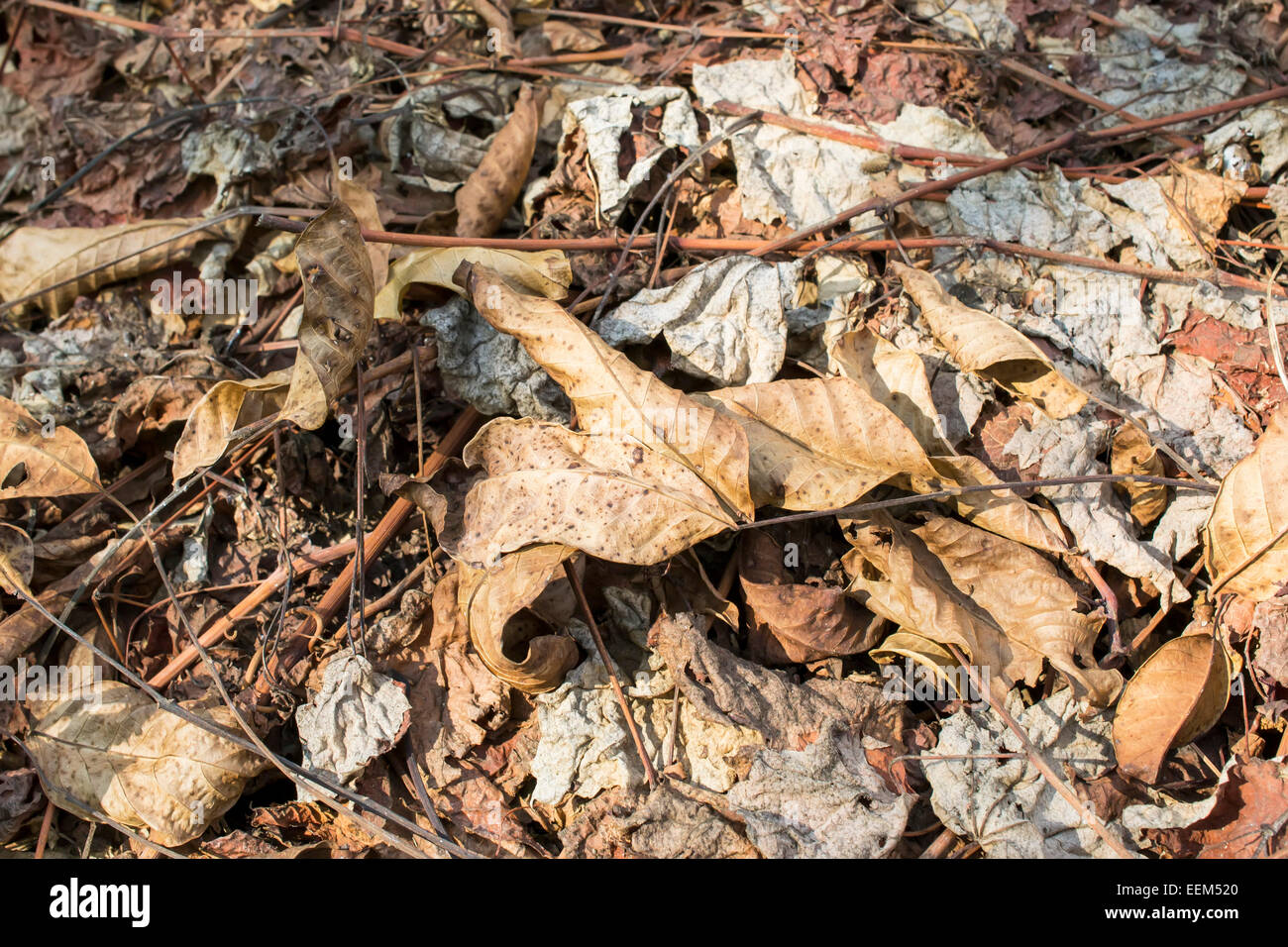 Couche de divers types de feuilles mortes au début de l'automne Banque D'Images