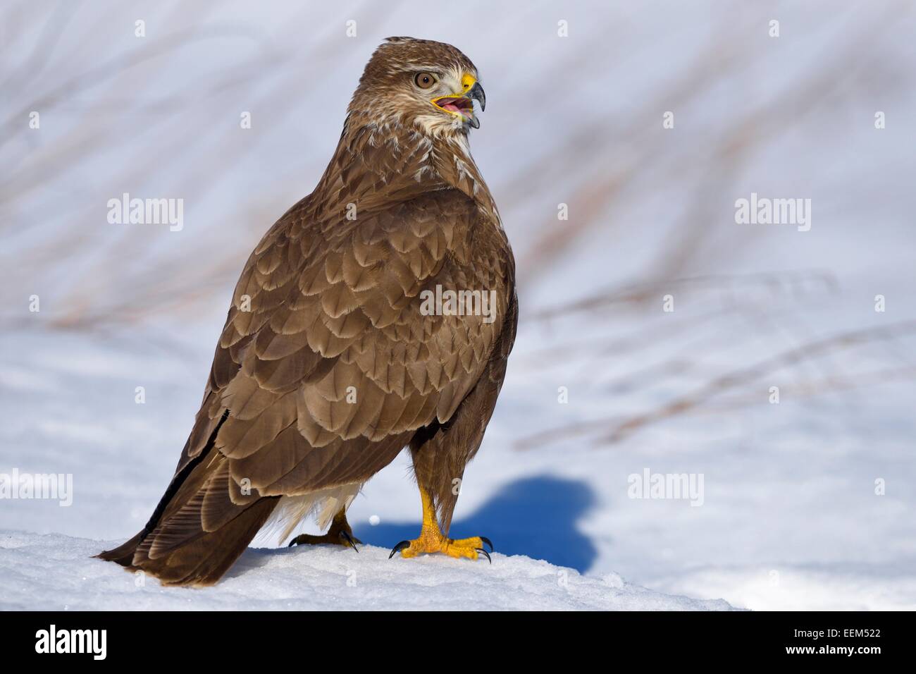 La buse (Buteo buteo), perché sur sol couvert de neige, la Réserve de biosphère du Jura souabe, Bade-Wurtemberg, Allemagne Banque D'Images