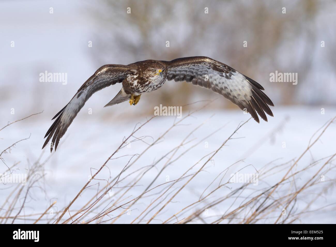 La buse (Buteo buteo) en vol au-dessus d'un paysage couvert de neige, la Réserve de biosphère du Jura souabe, Bade-Wurtemberg, Allemagne Banque D'Images