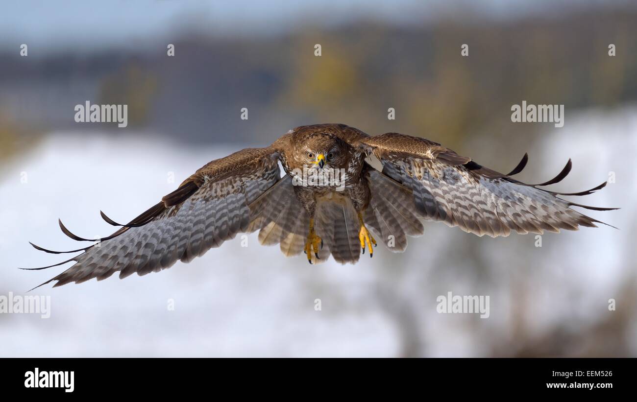La buse (Buteo buteo) en vol, la Réserve de biosphère du Jura souabe, Bade-Wurtemberg, Allemagne Banque D'Images