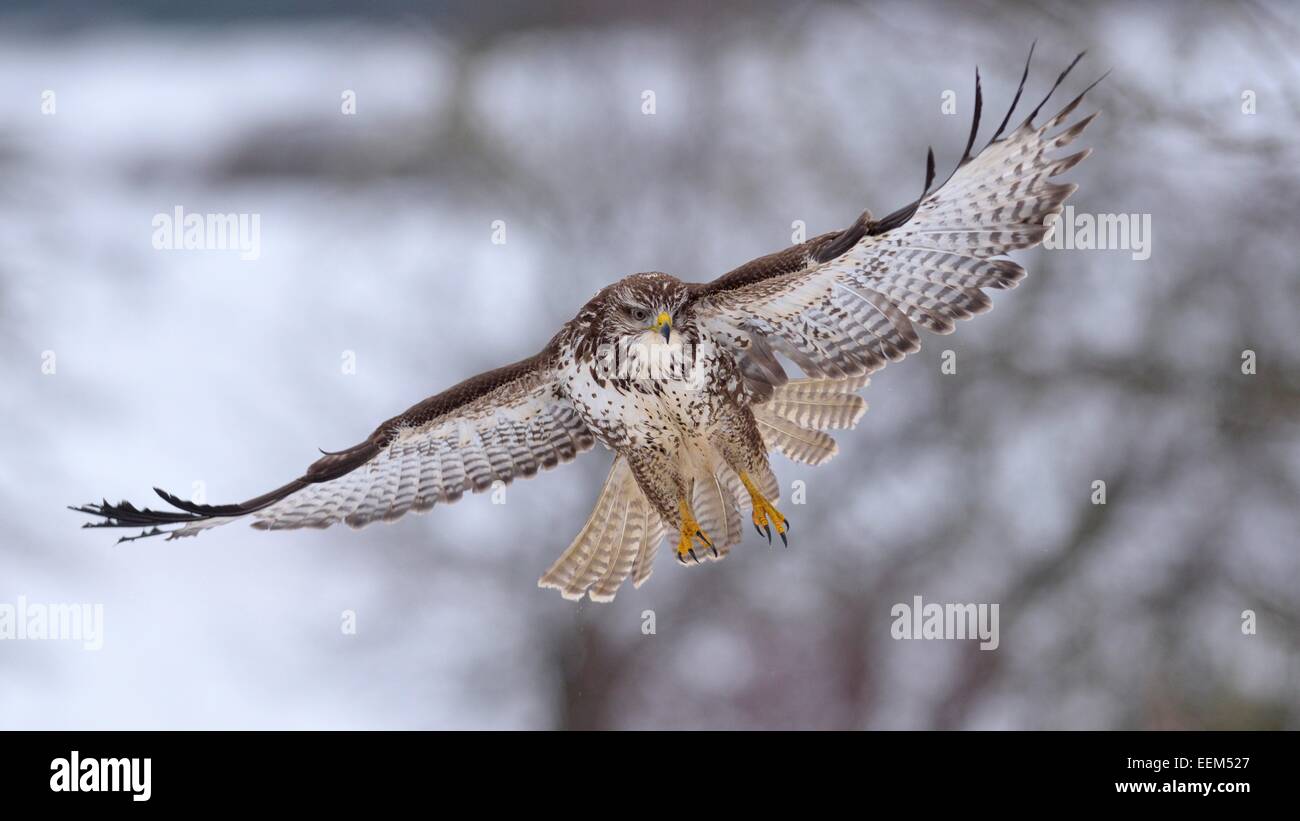 La buse (Buteo buteo) en vol, la Réserve de biosphère du Jura souabe, Bade-Wurtemberg, Allemagne Banque D'Images