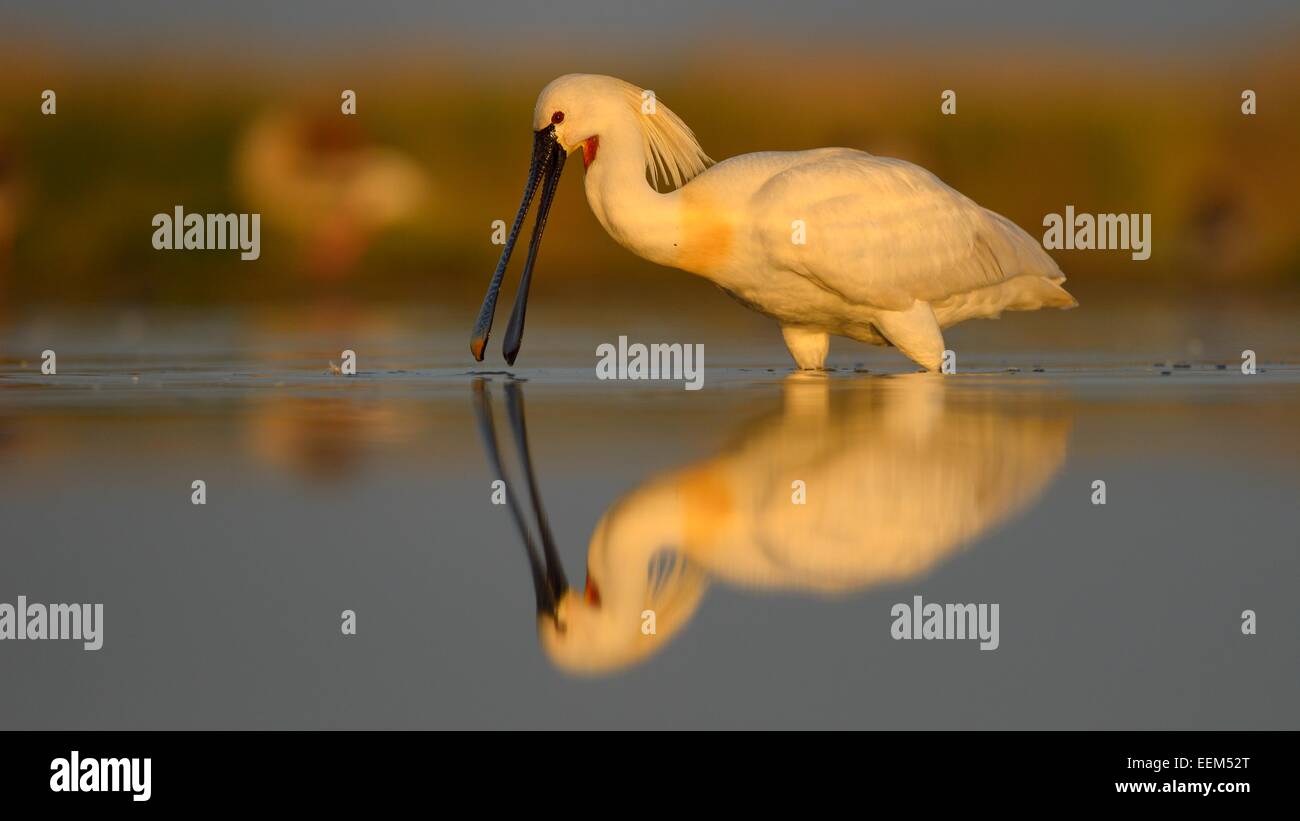Spatule blanche Spatule blanche ou conjoint (Platalea leucorodia) en quête de nourriture dans la lumière du matin, avec la réflexion Banque D'Images
