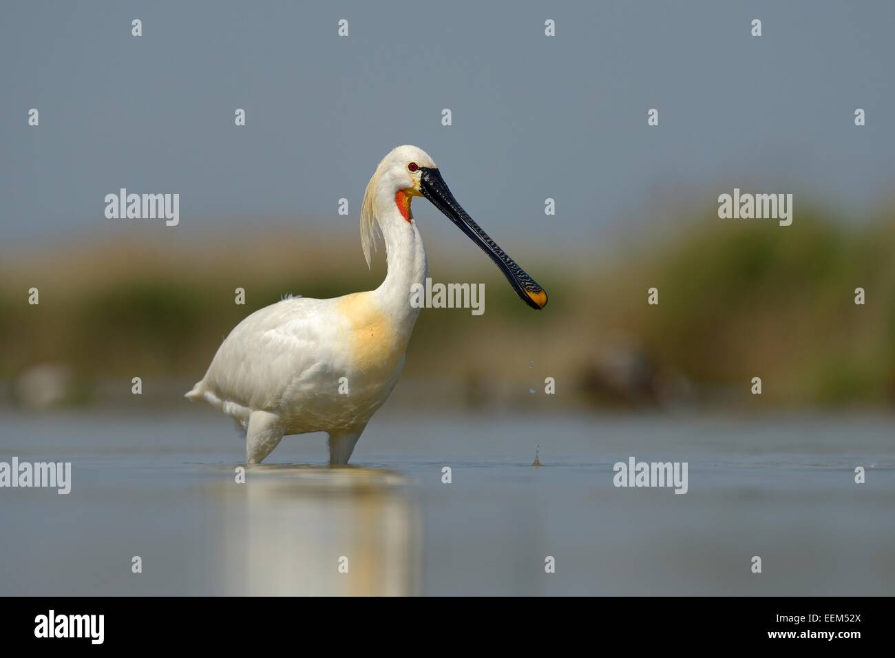 Spatule blanche Spatule blanche ou conjoint (Platalea leucorodia), l'alimentation en eau peu profonde, le Parc National Kiskunság Banque D'Images