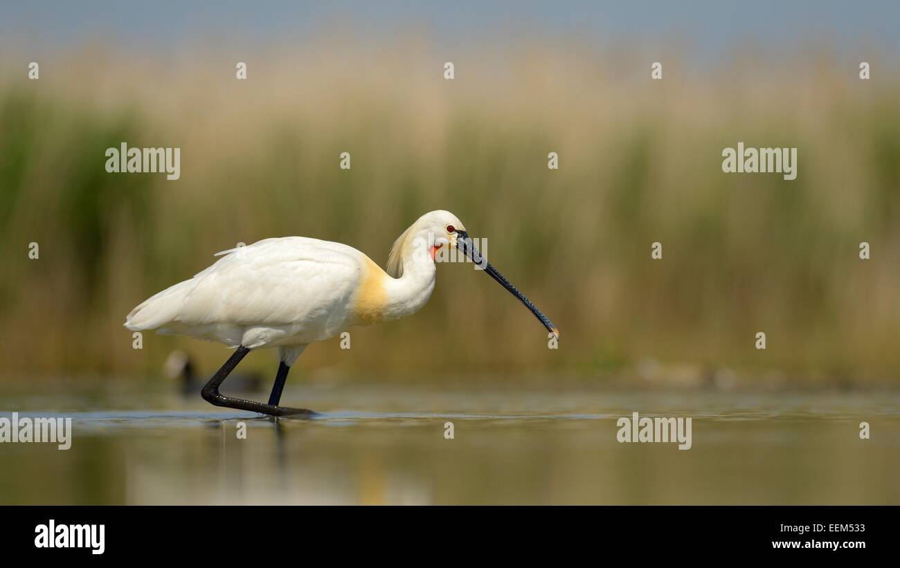 Spatule blanche Spatule blanche ou conjoint (Platalea leucorodia), l'alimentation en eau peu profonde, le Parc National Kiskunság Banque D'Images