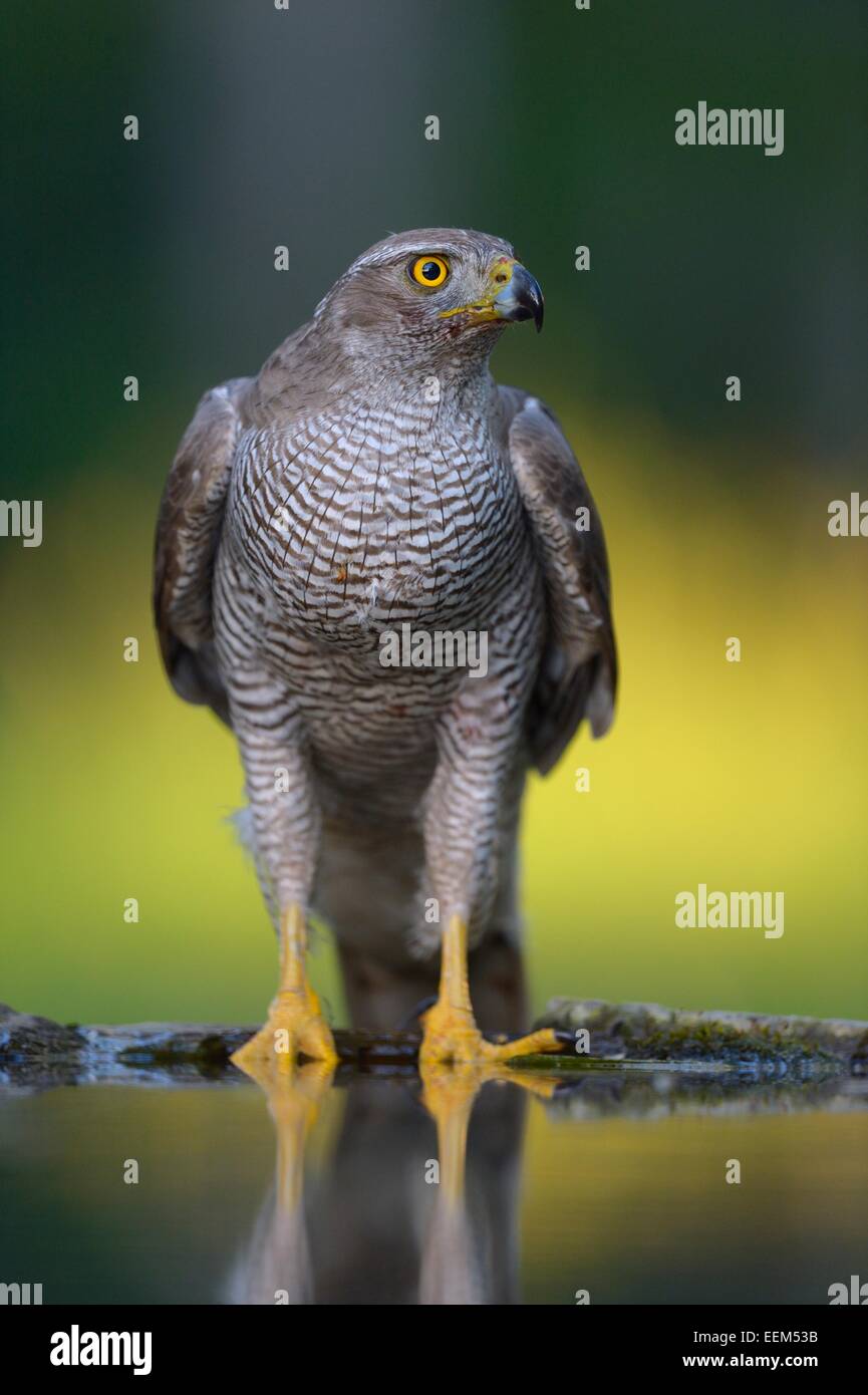 Autour des palombes (Accipiter gentilis), femme au bain d'oiseaux, le parc national de Kiskunsag, Hongrie Banque D'Images