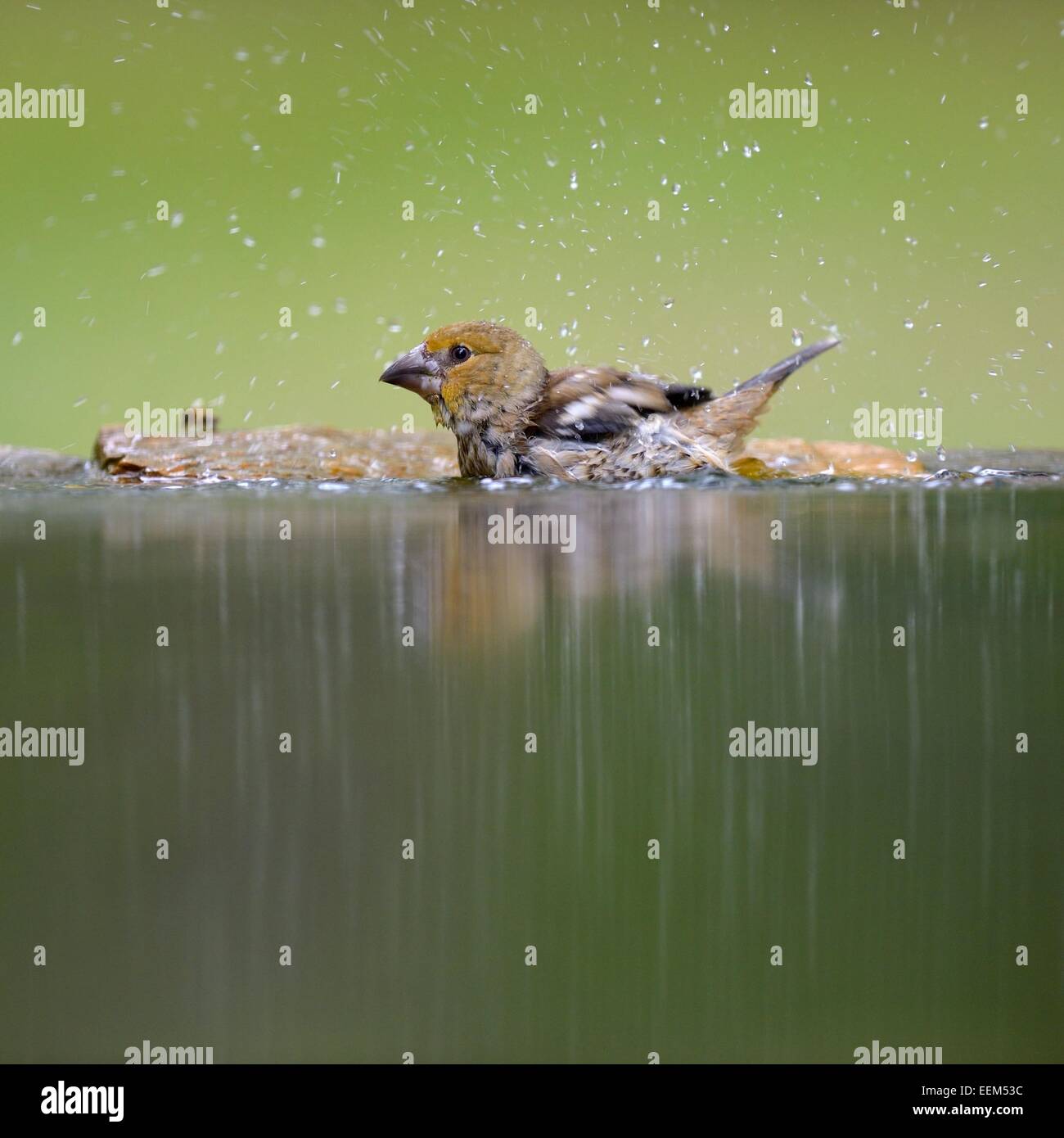 (Coccothraustes coccothraustes Hawfinch), jeune oiseau, baignade, Parc National de Kiskunság, Hongrie Banque D'Images