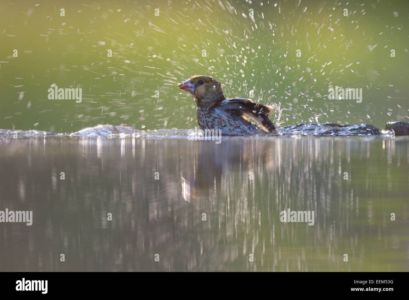 (Coccothraustes coccothraustes Hawfinch), jeune oiseau, baignade, Parc National de Kiskunság, Hongrie Banque D'Images