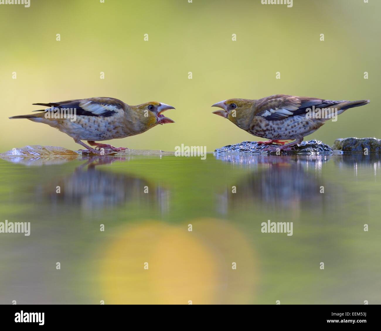 (Coccothraustes coccothraustes Hawfinch), la lutte contre les jeunes oiseaux au bain d'oiseaux, avec la réflexion, le parc national de Kiskunsag Banque D'Images