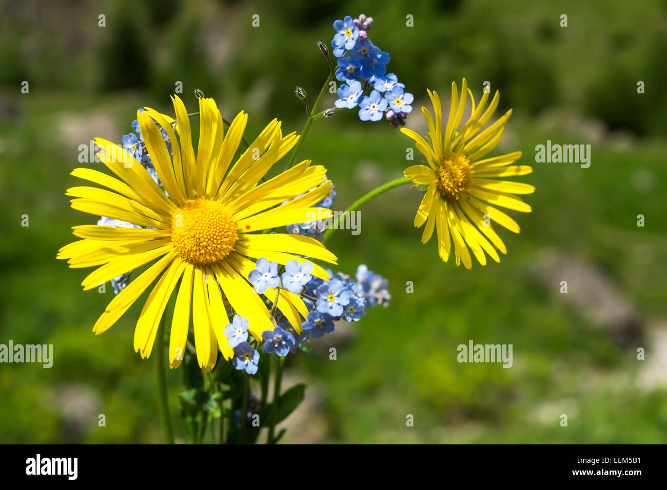 L'alpine forget-me-not et daisy comme des fleurs fraîchement cueillies dans un bouquet Banque D'Images