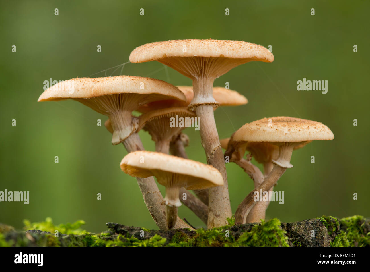 Miel foncé (champignon Armillaria ostoyae), Basse-Saxe, Allemagne Banque D'Images