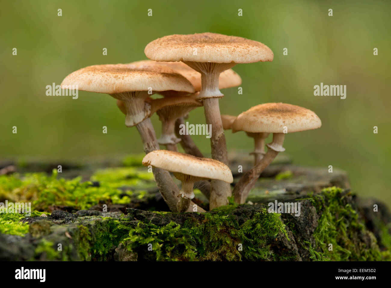 Miel foncé (champignon Armillaria ostoyae), Basse-Saxe, Allemagne Banque D'Images