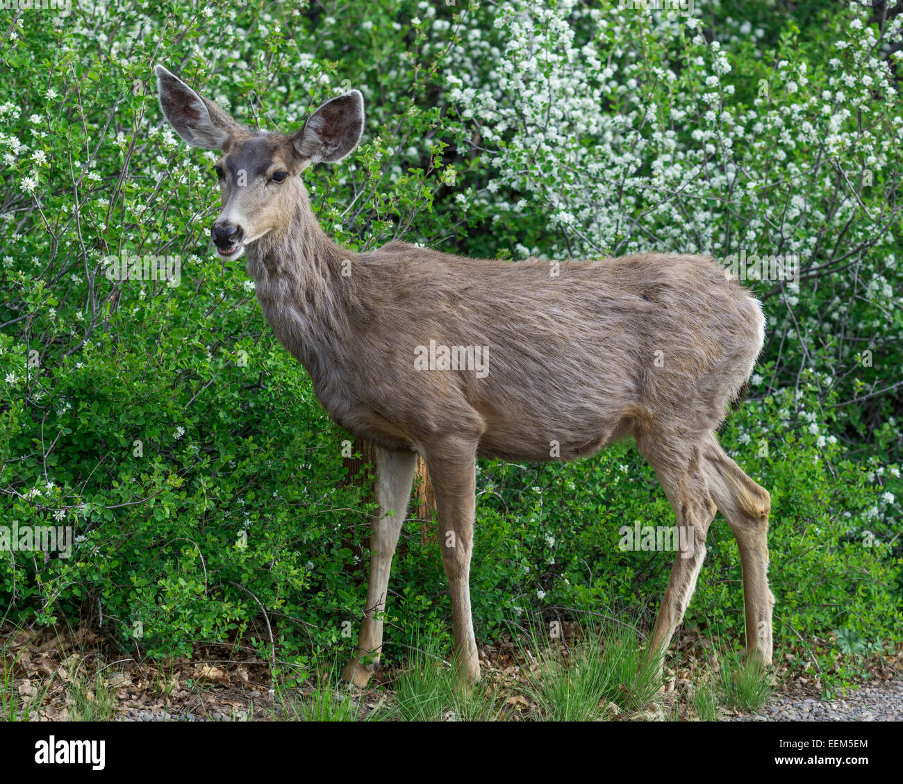 Le cerf mulet (Odocoileus hemionus), femme, parc national black canyon of the Gunnison, Colorado, United States Banque D'Images