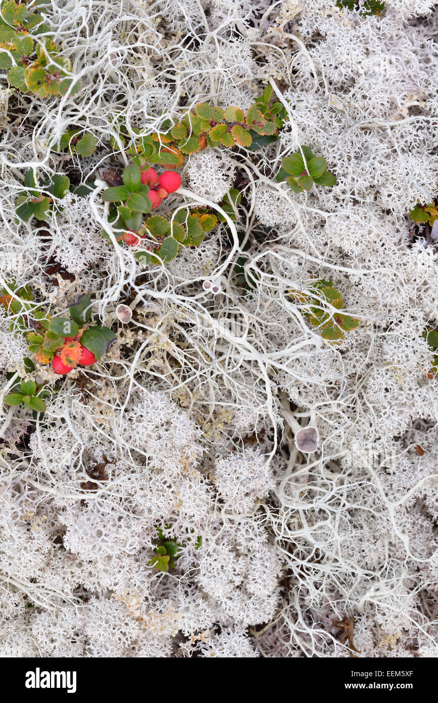 La masse de végétation avec cladonie dans un paysage Fjell, Rondane National Park, la Norvège Banque D'Images