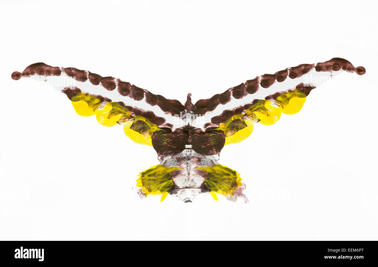 Forme abstraite multicolore semblable à un oiseau aux ailes écartées fabriqués à partir de mélange de peinture acrylique symétrique couleurs Banque D'Images