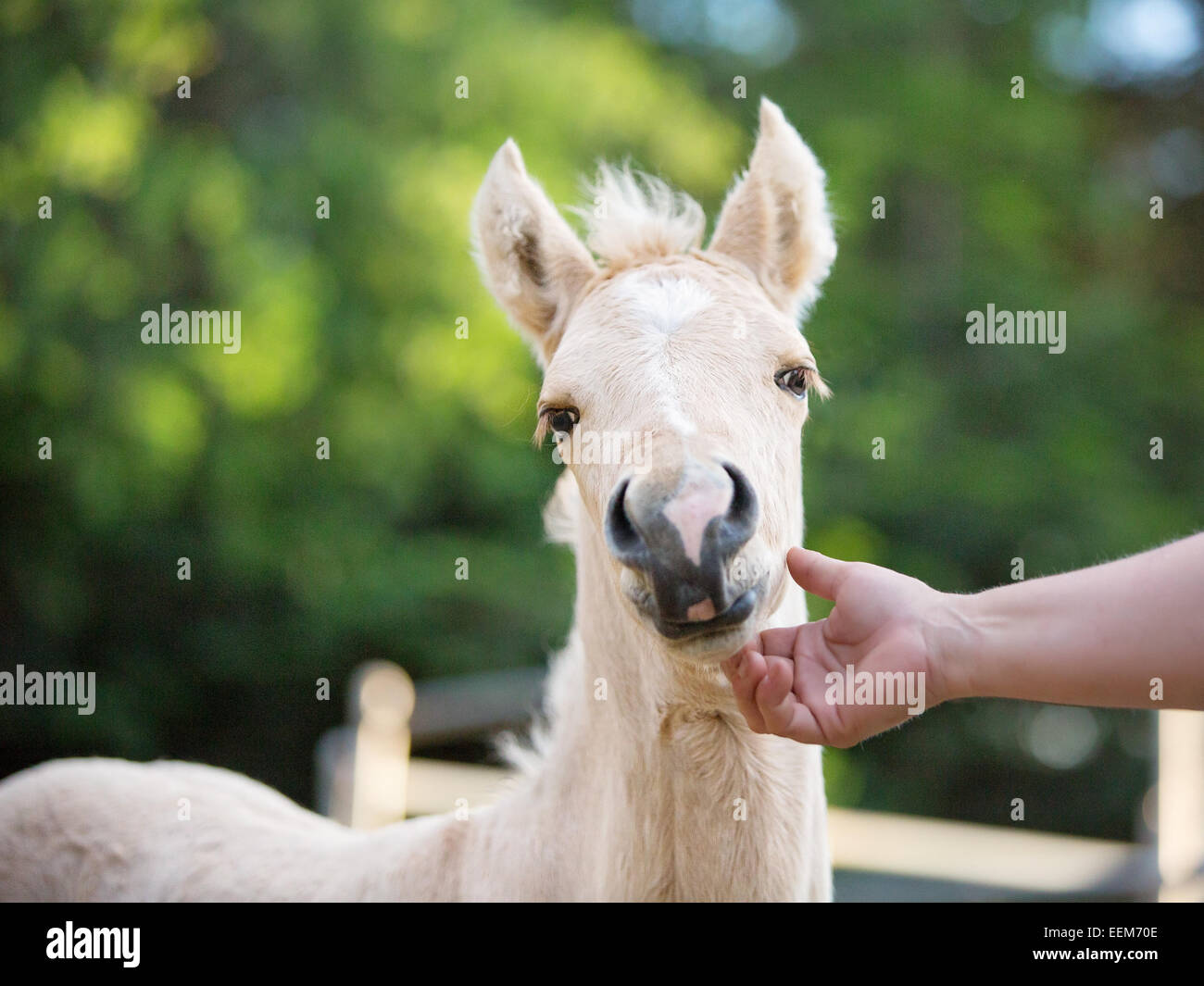 Homme qui a la tête d'un foal dans un enclos Banque D'Images