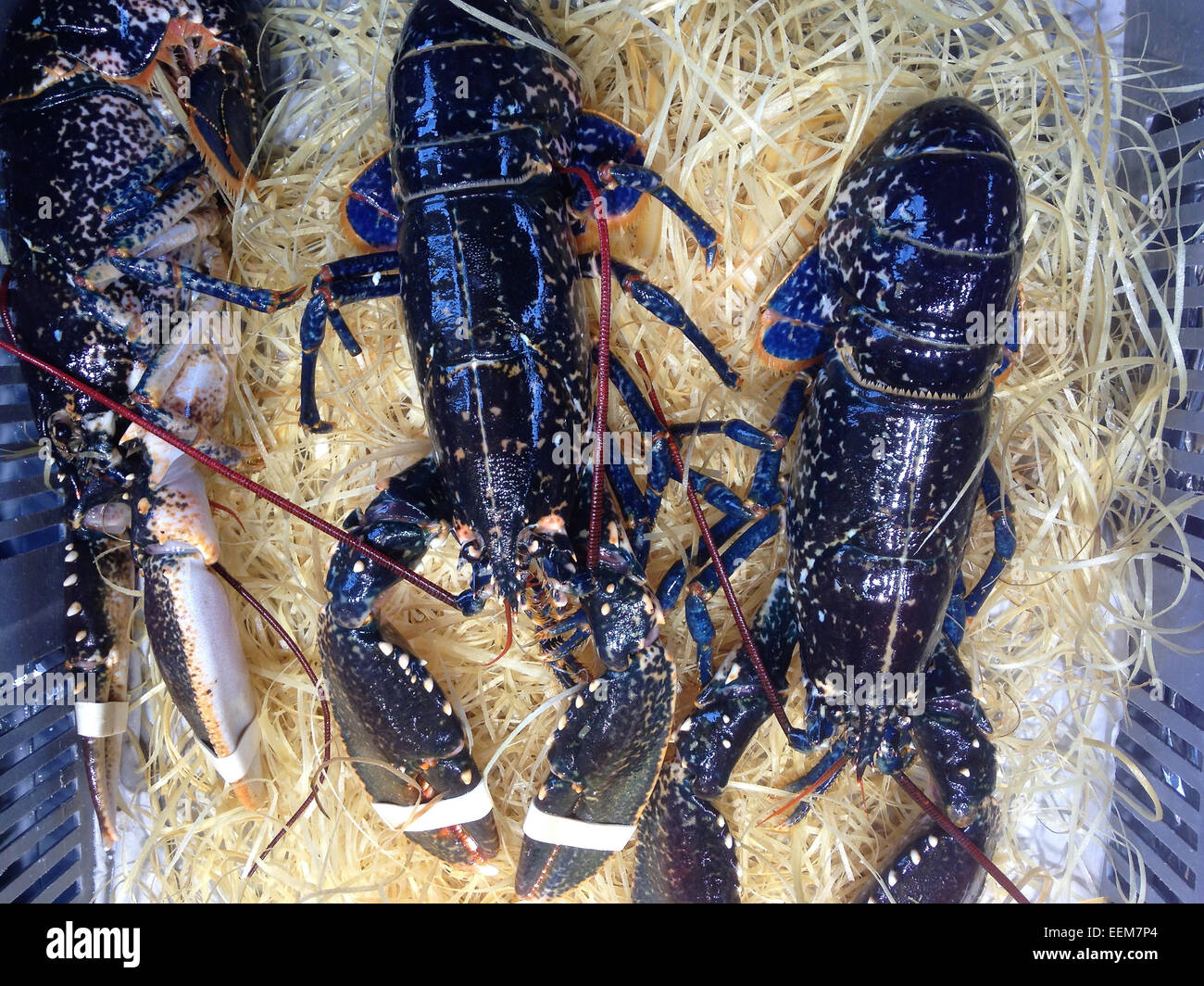 Close up de homards frais sur lit de foin - Image de stock capturée avec un smartphone