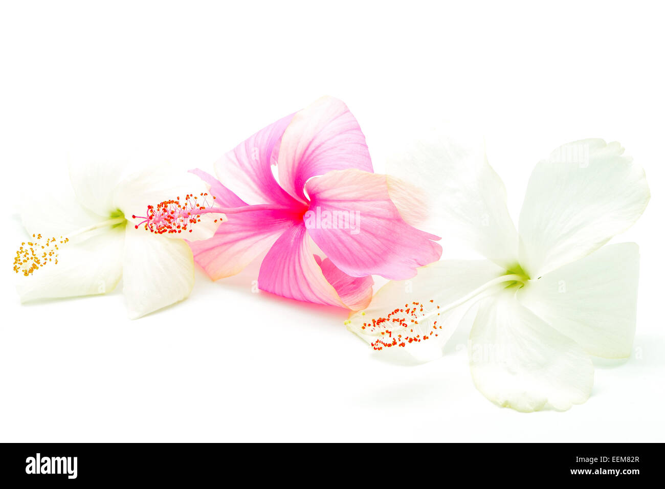 Rose et blanc coloré fleurs d'Hibiscus, isolé sur fond blanc Banque D'Images