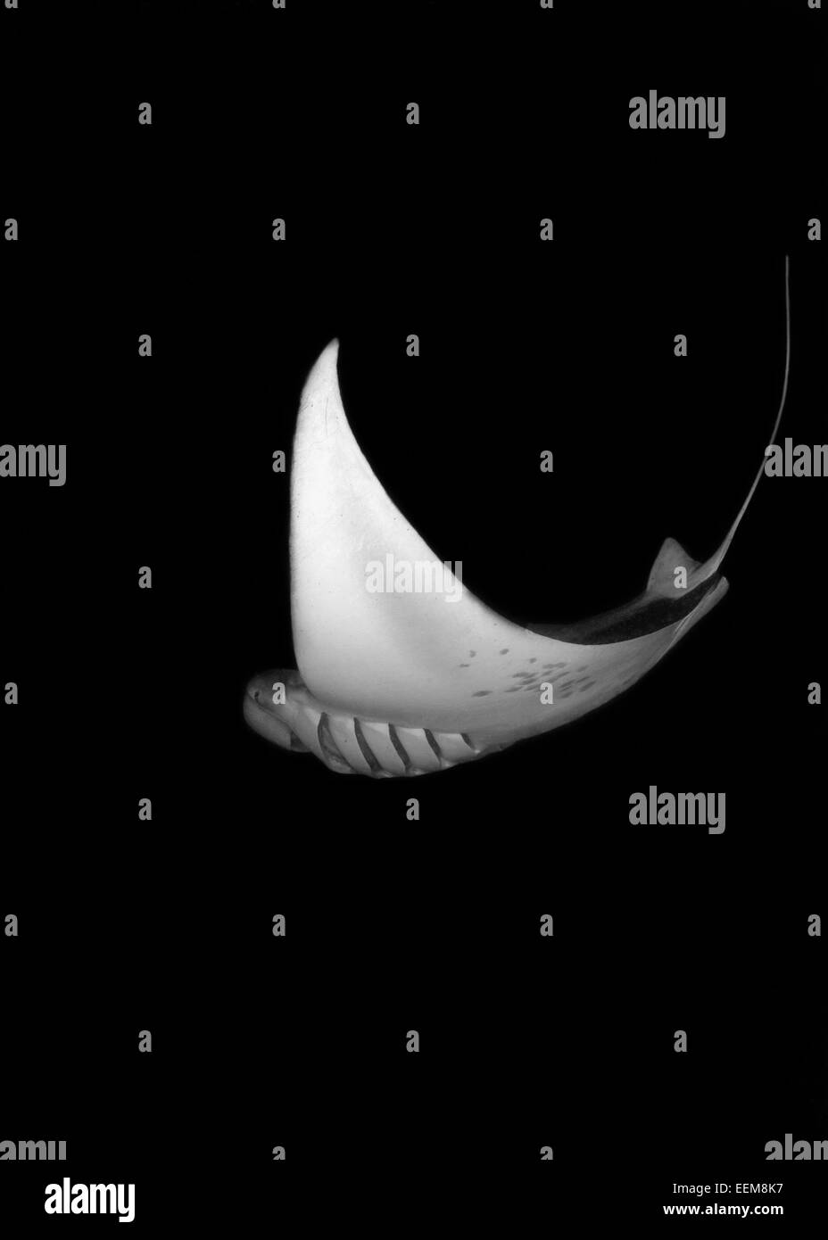 Manta Ray natation sous l'eau, baie Hanifaru, Maldives Banque D'Images