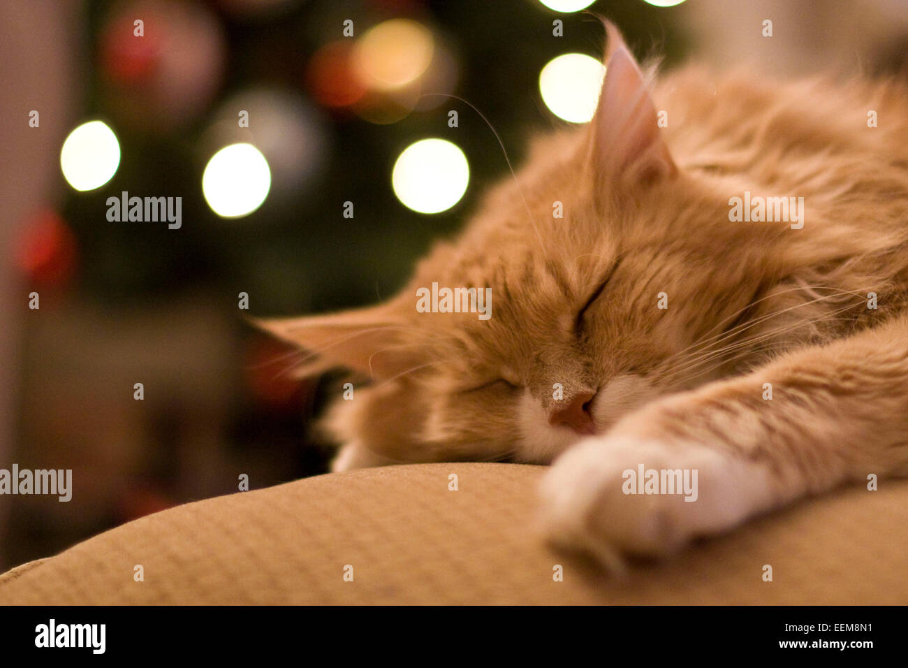 Sleeping cat in front of Christmas Tree Banque D'Images